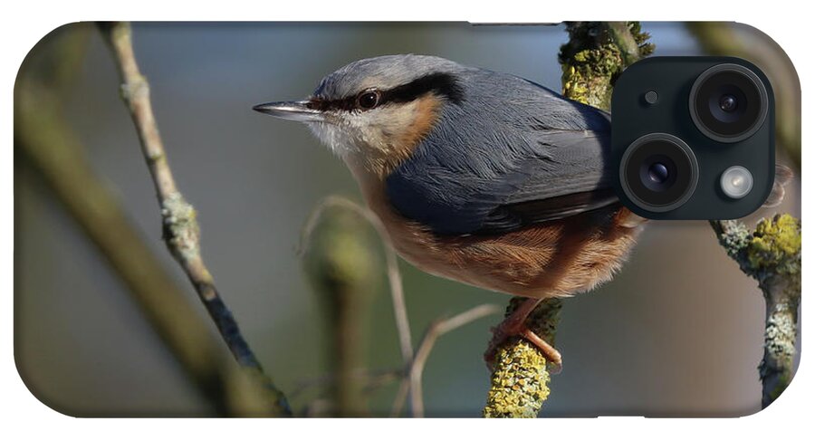 Eurasian Nuthatch iPhone Case featuring the photograph Eurasian Nuthatch by Eva Lechner