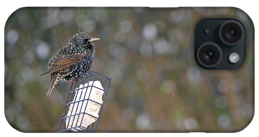 European Starling iPhone Case featuring the photograph European Starling on Suet Feeder in the Winter by Sharon Talson
