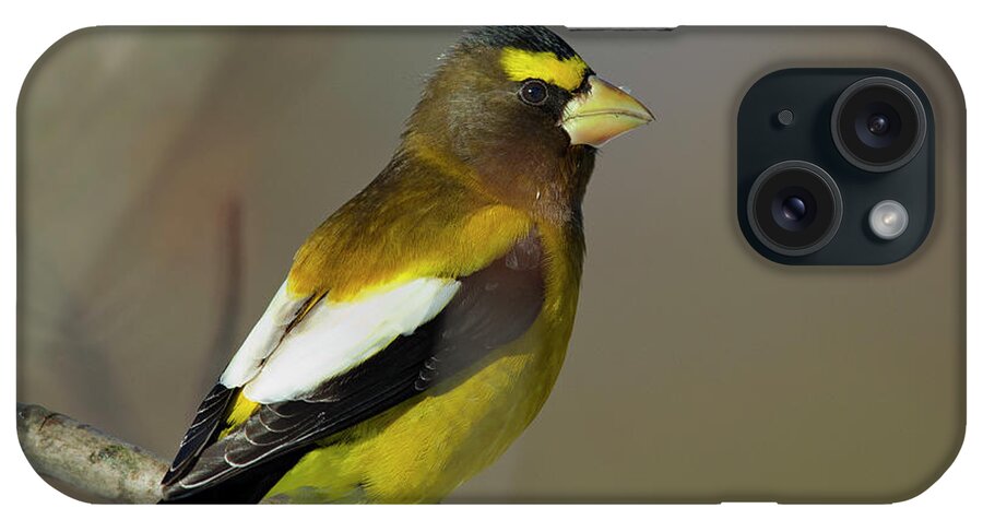 Bird Photography iPhone Case featuring the photograph Evening in the Morning by Timothy McIntyre
