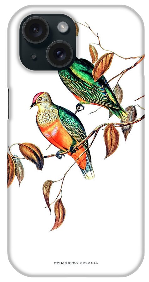 Elizabeth Gould iPhone Case featuring the drawing Ewing's Fruit Pigeon by Elizabeth Gould