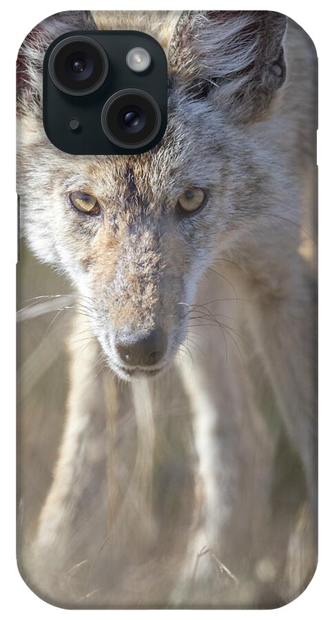Coyote iPhone Case featuring the photograph Eyes Of A Predator by Everet Regal