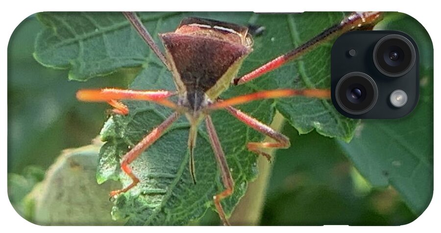 Leaf Footed Bug iPhone Case featuring the photograph Face me by Catherine Wilson