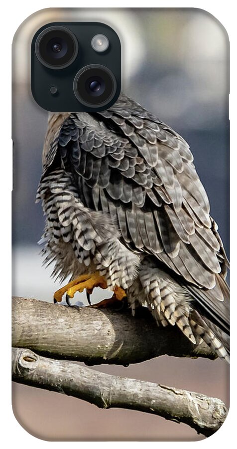 Birds iPhone Case featuring the photograph Falcon in Winter-2 by Kevin Suttlehan