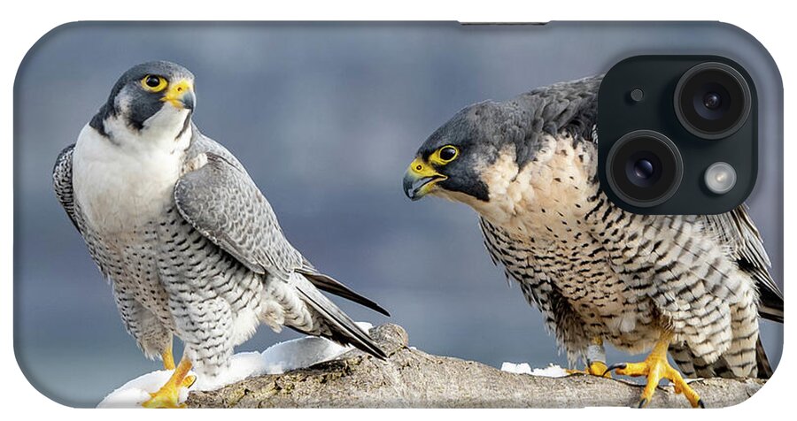 Birds iPhone Case featuring the photograph Falcons in Winter by Kevin Suttlehan