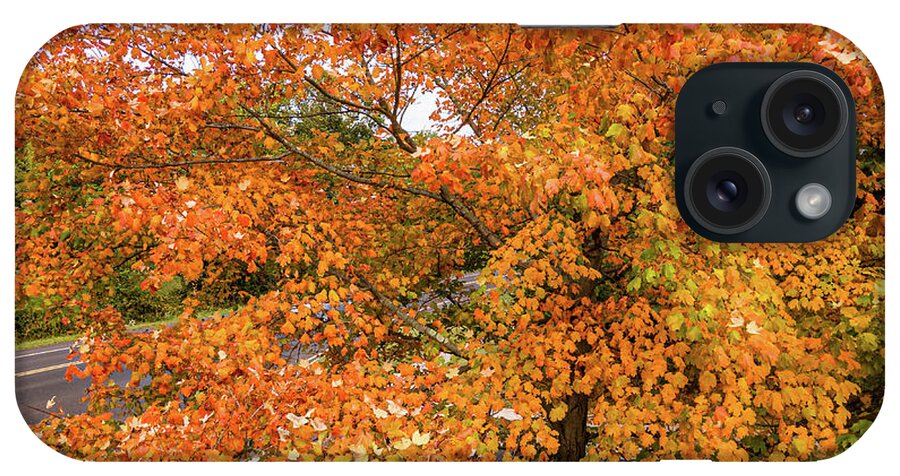 New Jersey iPhone Case featuring the photograph Fall Colored Leaves by Louis Dallara
