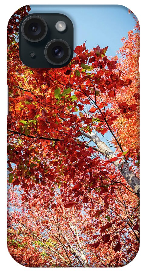 White Birch iPhone Case featuring the photograph Fall Colors in Acadia by GeeLeesa Productions