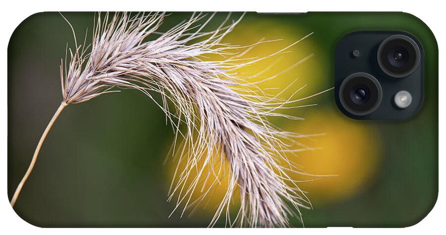 Lisle iPhone Case featuring the photograph Fall Foxtail by Lauri Novak