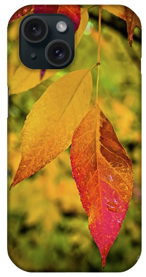 Jon Burch iPhone Case featuring the photograph Fall Leaves by Jon Burch Photography