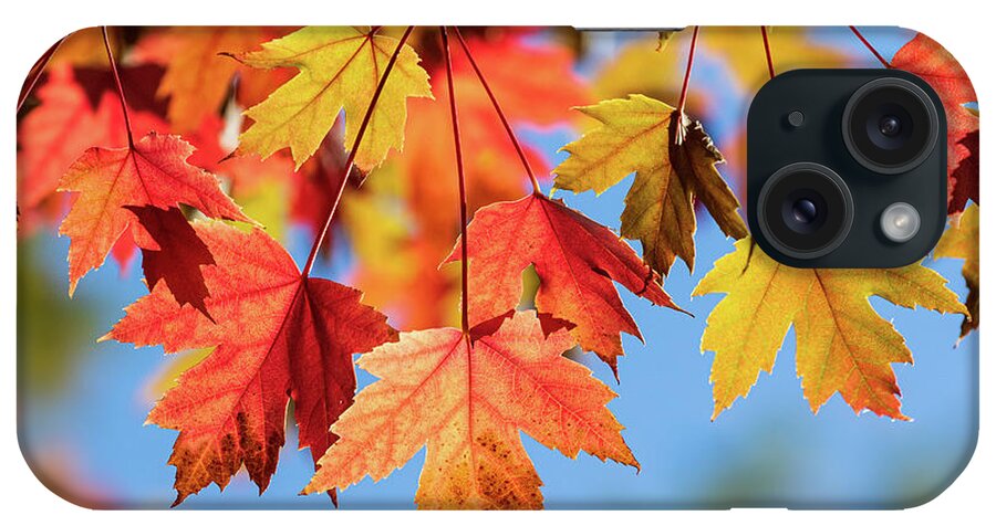 Fall Leaves iPhone Case featuring the photograph Fall Leaves by Mimi Ditchie