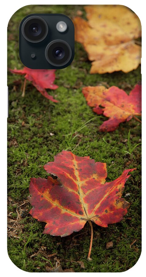 Fall iPhone Case featuring the photograph Fall Leaves on Moss by Denise Kopko