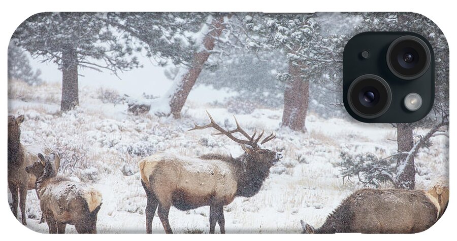 Elk iPhone Case featuring the photograph Family Man by Darren White