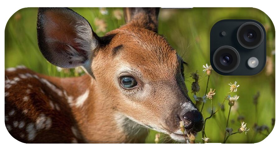 Flowering iPhone Case featuring the photograph Fawn in Wildflowers by Liza Eckardt