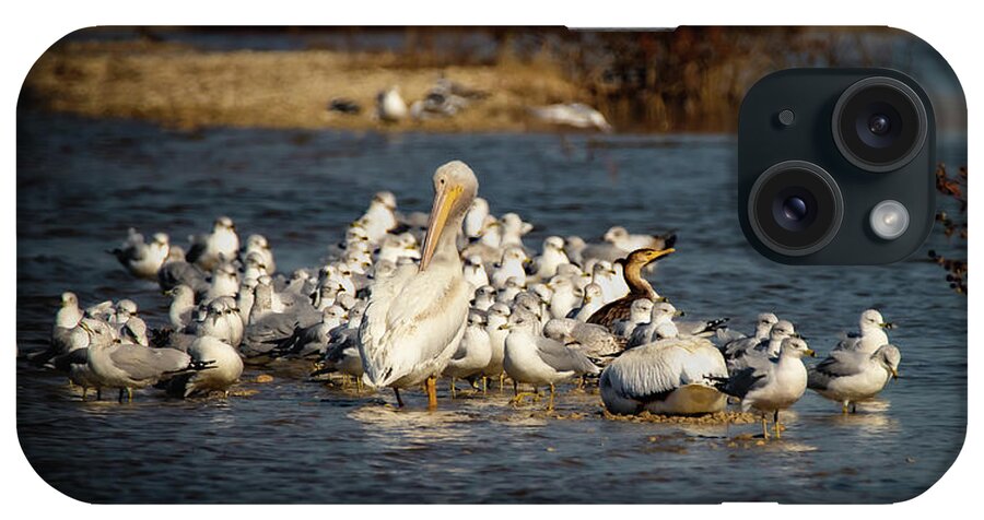 Pelican iPhone Case featuring the photograph Feathered Friends by Pam Rendall