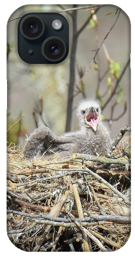Baby Eagle iPhone Case featuring the photograph Feed Me by Michelle Wittensoldner