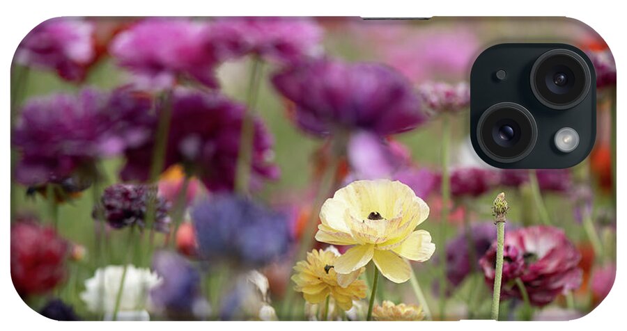 Persian Buttercup iPhone Case featuring the photograph Feeling happy in the flower fields by Abigail Diane Photography