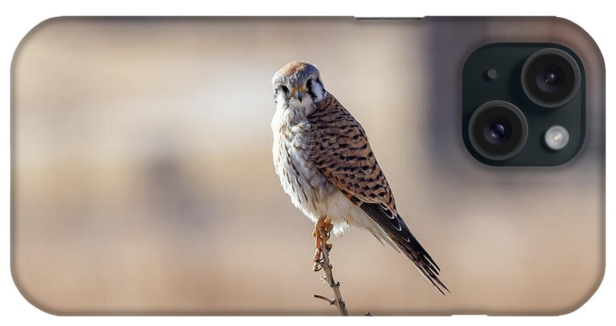 Kestrel iPhone Case featuring the photograph Female American Kestrel Poses on a Yucca Plant by Tony Hake