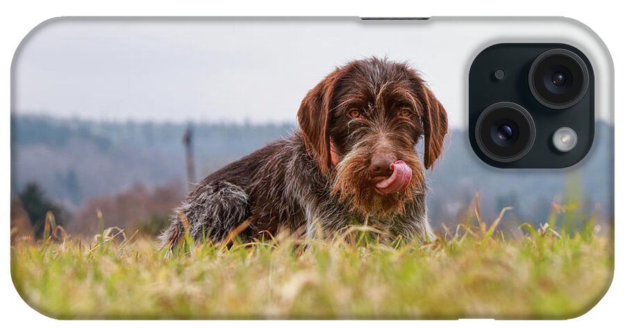 Bohemian Wire iPhone Case featuring the photograph Female dog is laughing his head off. Bohemian wire dog is scratching her muzzle. Itchiness is evil. by Vaclav Sonnek
