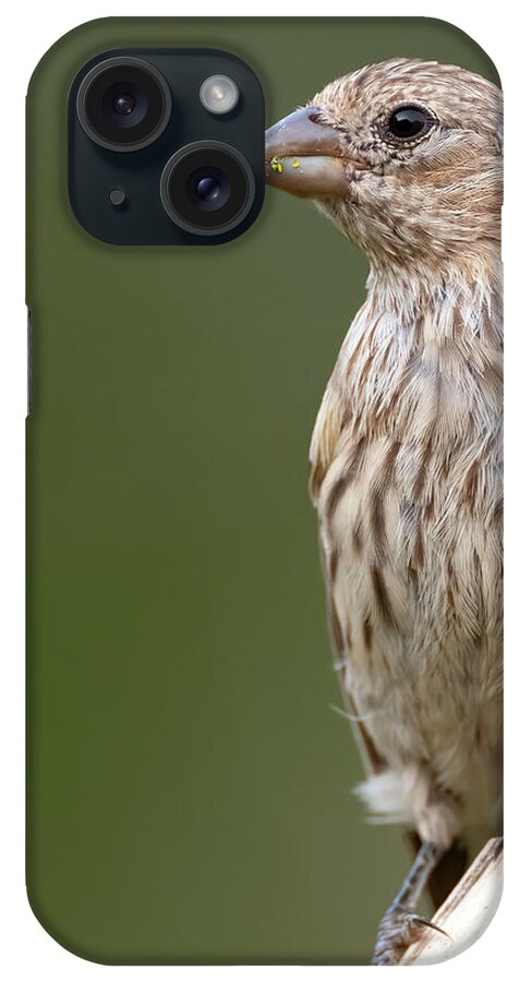 House iPhone Case featuring the photograph Female House Finch watching by Gary Langley