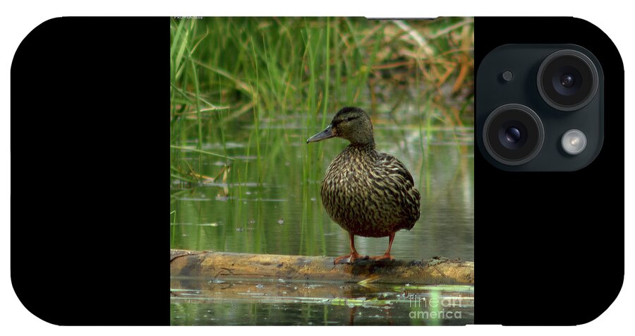 Mallard iPhone Case featuring the photograph female mallard duck on a log, El Dorado national forest, U.S.A. by PROMedias US