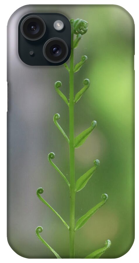 Springtime iPhone Case featuring the photograph Fern Unfurling by David T Wilkinson
