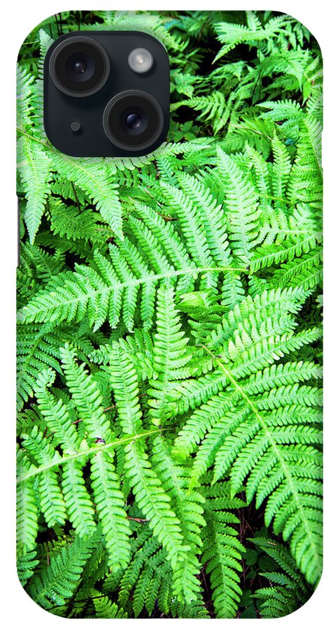 Ferns iPhone Case featuring the photograph Ferns in the Forest by Bob Decker