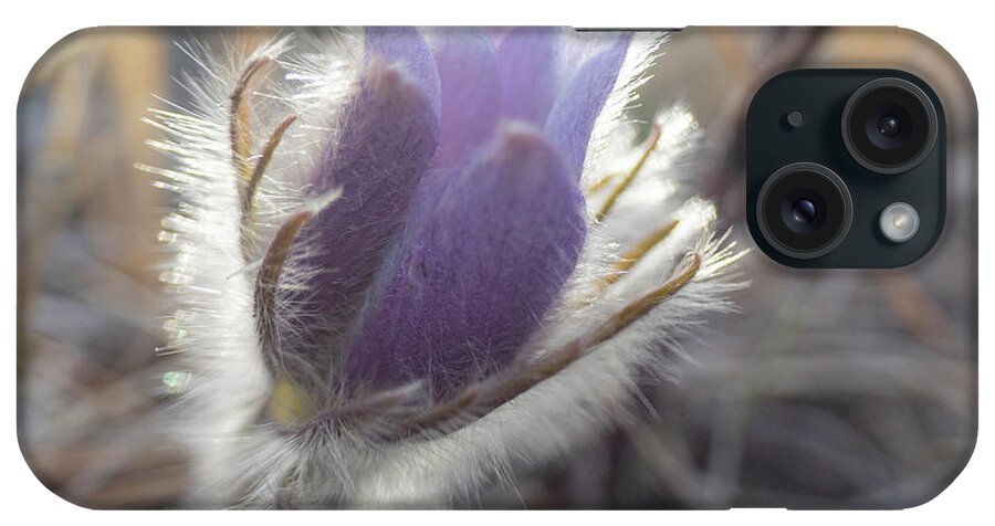 Crocus iPhone Case featuring the photograph First Spring Prairie Crocus Flower by Phil And Karen Rispin