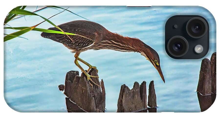 Heron iPhone Case featuring the photograph Fishing For Dinner by Cathy Kovarik