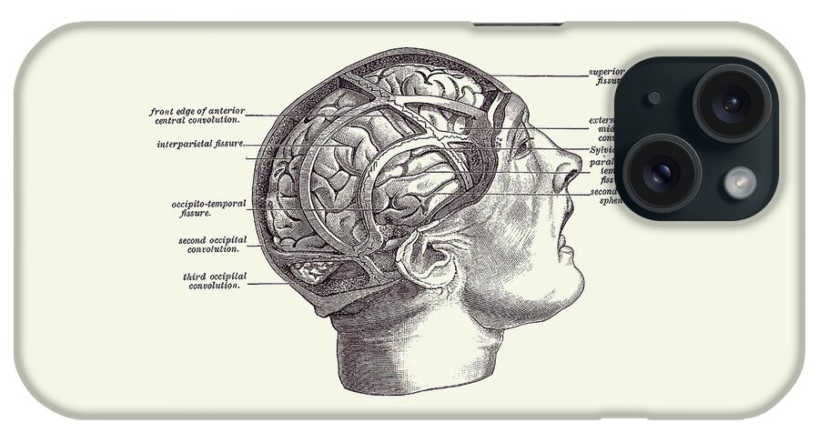 Brain iPhone Case featuring the drawing Fissure Focused Brain Diagram - Vintage Anatomy 2 by Vintage Anatomy Prints