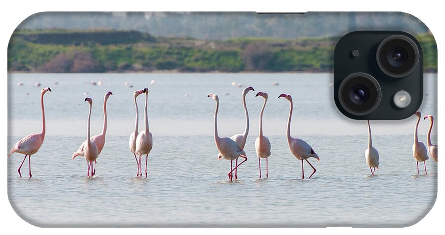 Flamingo iPhone Case featuring the photograph Flamingo birds, walking and feeding in the lake by Michalakis Ppalis