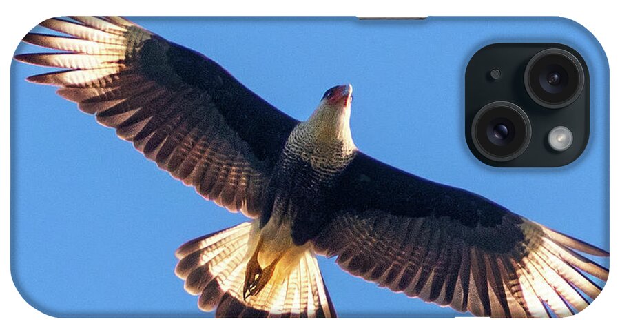 Crested Caracara iPhone Case featuring the photograph Flight of the Crested Caracara by Jaki Miller