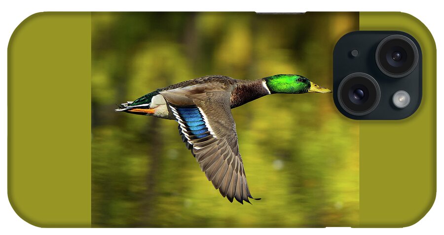 Duck iPhone Case featuring the photograph Flight of the Mallard by William Jobes
