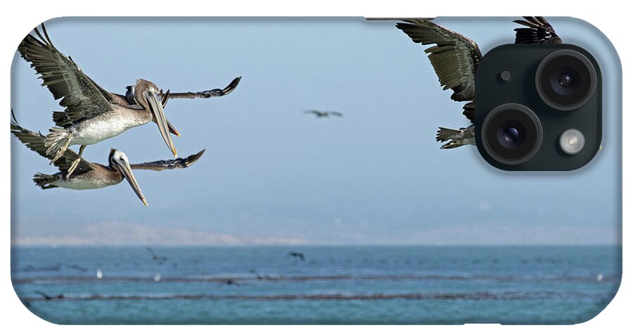 Pelican iPhone Case featuring the photograph Flight of the Pelicans by Sue Cullumber