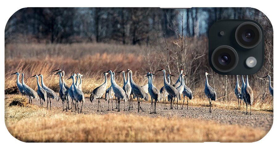 Sandhill iPhone Case featuring the photograph Flock of Sandhill Cranes by Al Mueller