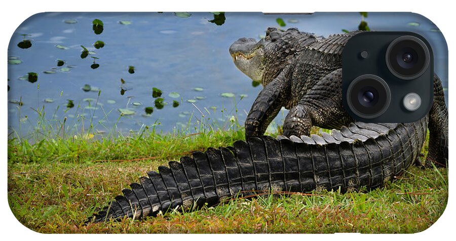 Aligator iPhone Case featuring the photograph Florida Gator by Larry Marshall