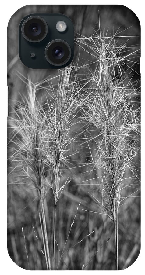  Photo For Sale iPhone Case featuring the photograph Florida Grass by Robert Wilder Jr