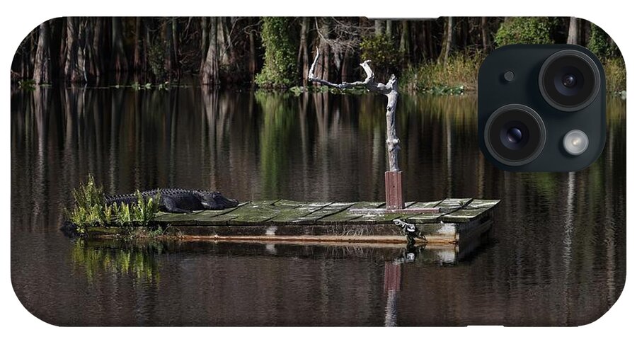 Six Miles Cypress Slough Reserves iPhone Case featuring the photograph Gator Resting on a Floating Stage by Mingming Jiang