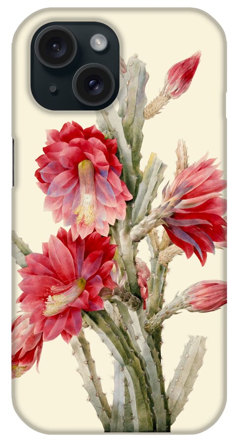 Cactus iPhone Case featuring the digital art Flowering cactus plant by Madame Memento