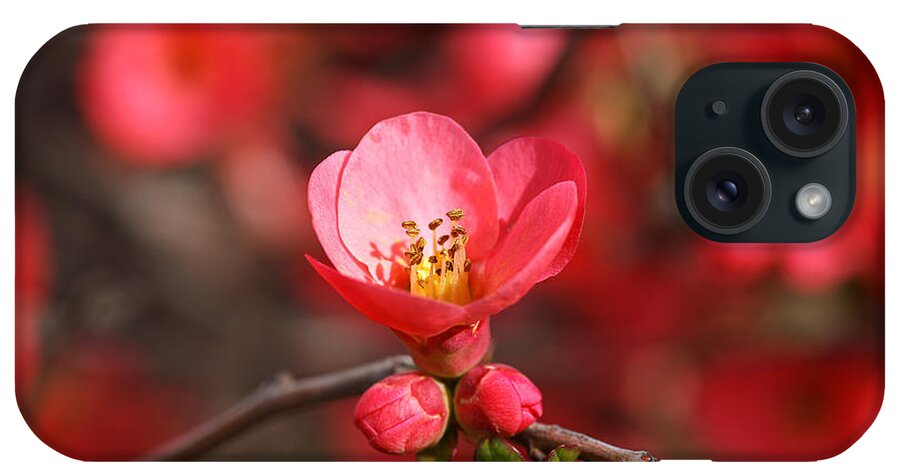 Flowering Quince Spring iPhone Case featuring the photograph Flowering Quince Spring by Joy Watson