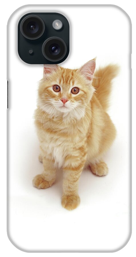 Fluffy iPhone Case featuring the photograph Fluffy Ginger Friend by Warren Photographic