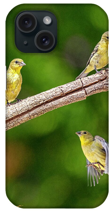 Finches iPhone Case featuring the photograph Flying Finch by Dan McGeorge
