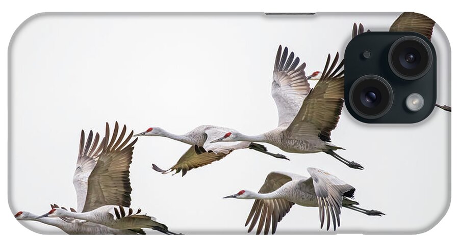  iPhone Case featuring the photograph Flying Sandhill Cranes #5 by Carla Brennan