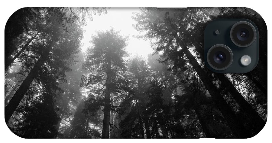 Fog iPhone Case featuring the photograph Fog in the Redwood Forest Canopy by Rick Pisio