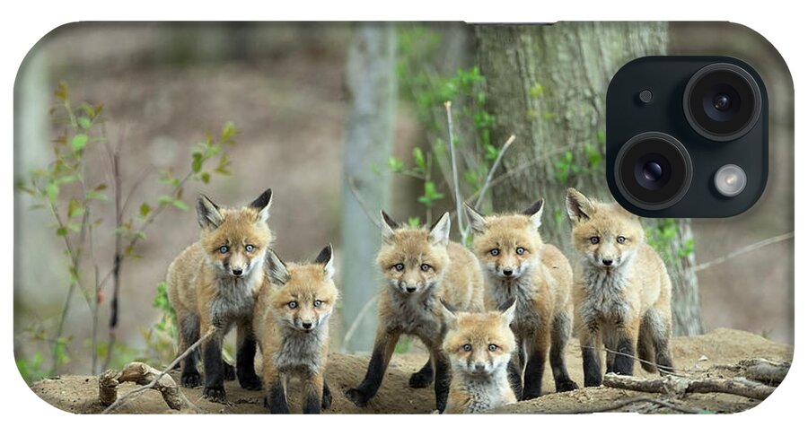 Fox iPhone Case featuring the photograph Fox Family Portrait by Everet Regal