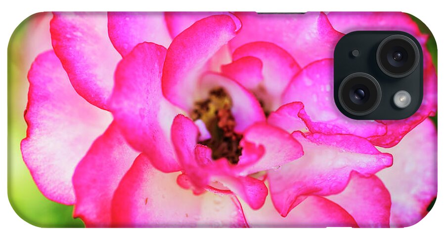 Pink Rose iPhone Case featuring the photograph Fresh pink rose by Vishwanath Bhat
