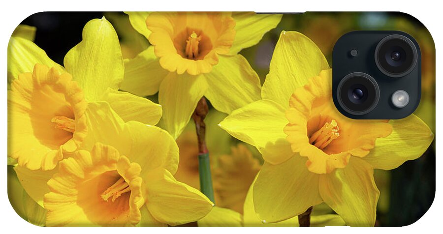 Daffodils iPhone Case featuring the photograph Friendly Daffodils by Bonnie Follett