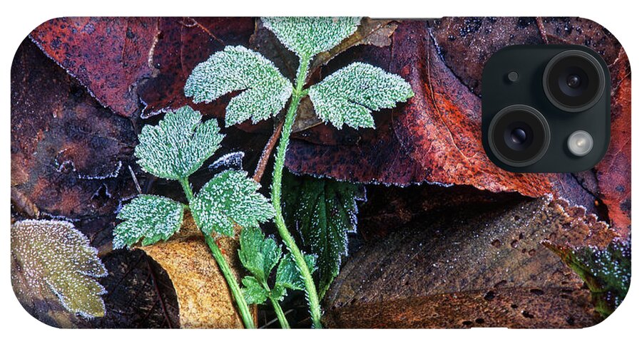  Leaves iPhone Case featuring the photograph Frosted buttercup leaves by Michael Wheatley