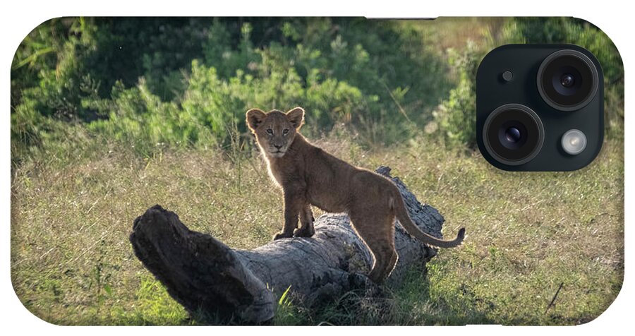 Africa iPhone Case featuring the photograph Future Lion King by Mary Lee Dereske