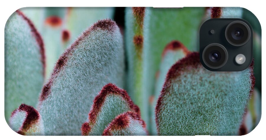 Fuzzy iPhone Case featuring the photograph Fuzzy Fury Cactus by Abigail Diane Photography