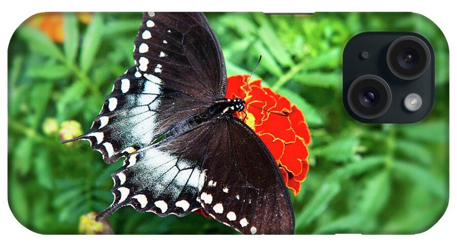 Butterfly iPhone Case featuring the photograph Garden Spice Butterfly by Christina Rollo