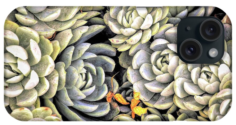 Succulent iPhone Case featuring the photograph Garden Succulent Botanicals I by Debra and Dave Vanderlaan